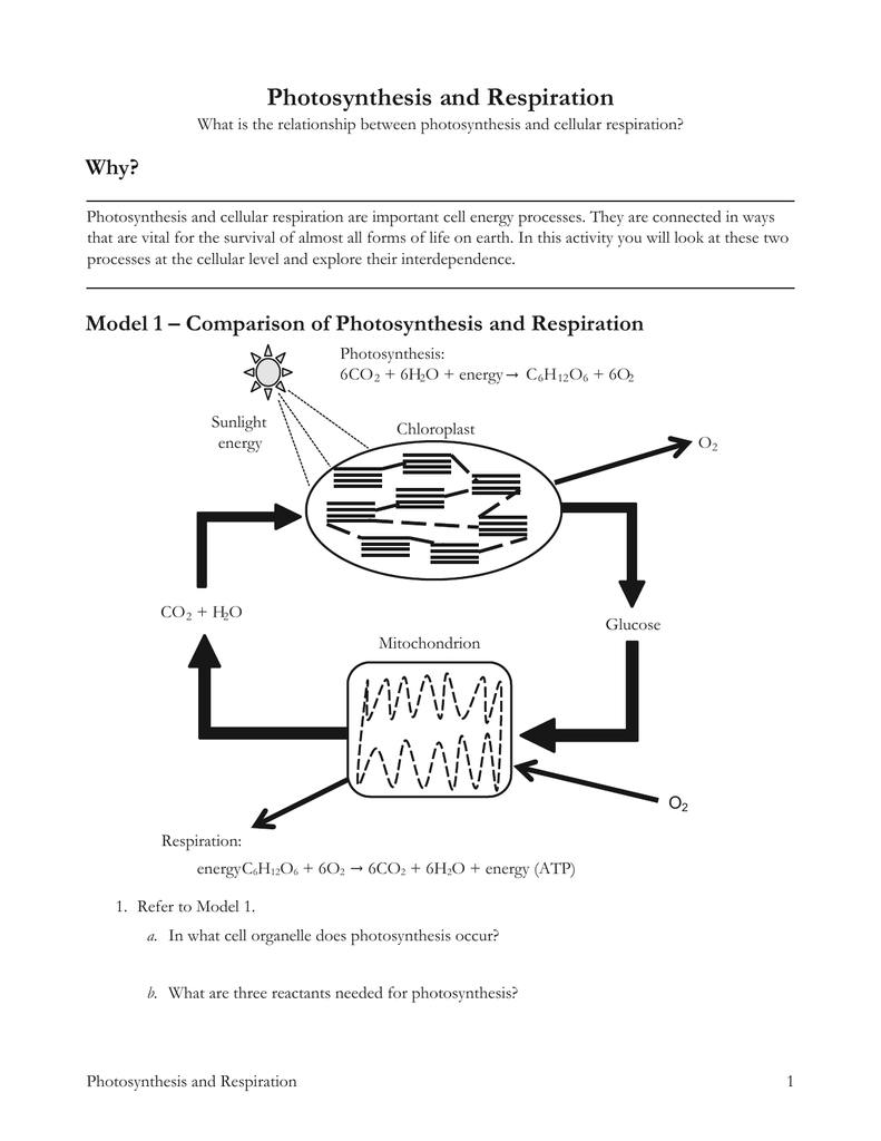 Model 1 â Comparison Of Photosynthesis And Respiration